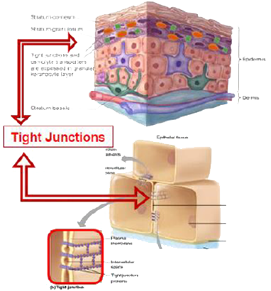 Sugar Beet Illustration